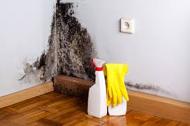 Professional Mold Removal & Remediation in Olla, LA